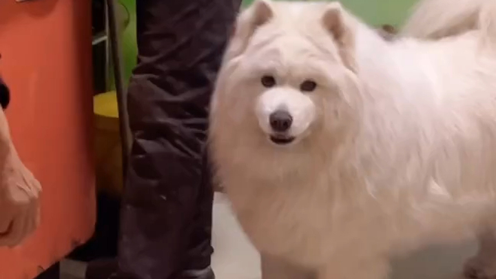 Samoyed: Gặp được vị thần cổ Hy Lạp cai quản thịt mỡ!