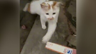 【Animal dubbing】Oi Sao Tiao, do you miss me?