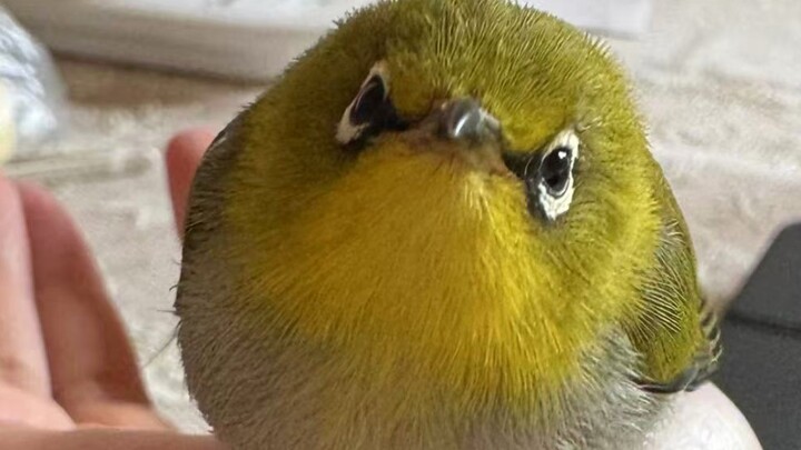 How I Picked Up a “Little Green Fluffball” by the Road—and It Became My Roommate… (Including Rescue 