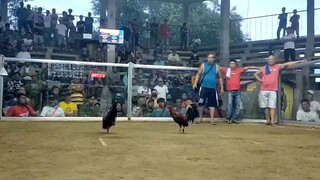 2nd fight kanan partida win 2hits champion using peruvian lines @socony cockpit pangasinan