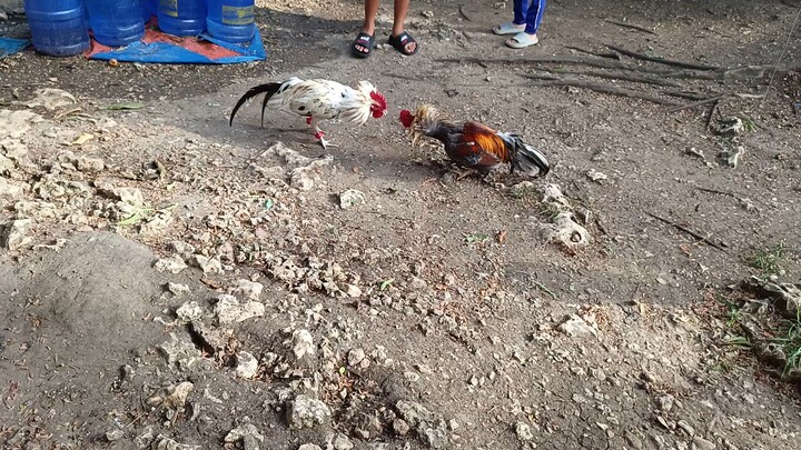 Sweater Miner Blues VS Leiprt Grey x White Kelso