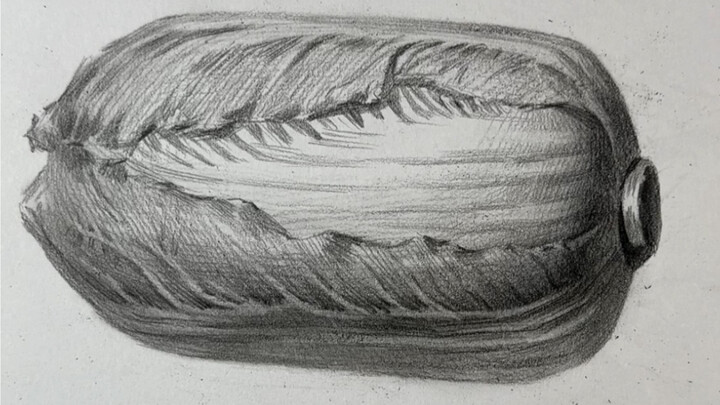 [Still Life Sketch] How to Draw a Napa Cabbage