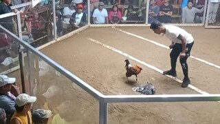 Shelton round head x Hi-Action hatch....the brainy Warrior