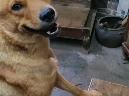 Chó cưng quá sạch sẽ đôi khi cũng không phải chuyện tốt. #ĐâyLàConChóNgốcNhàTớ #ChóTrangViênTrungHoa