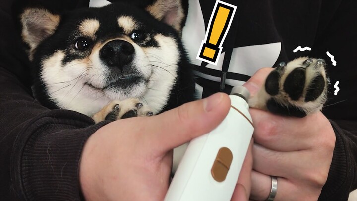 Cắt móng cho cún Shiba, chủ chỉ còn cách vừa dỗ dành vừa lừa! Thế hệ chó con này khó bảo quá!