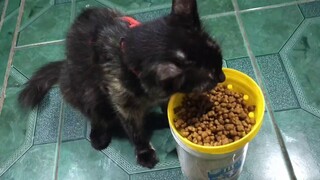 Minggay(cat) eating