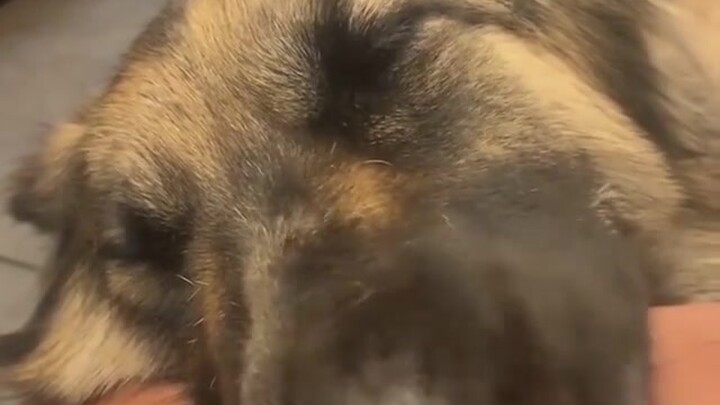 Caught a big dog who loves brushing its teeth! It’s so heartwarming how sweetly it leans against the