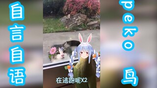 自 言 自 语 peko 鸟