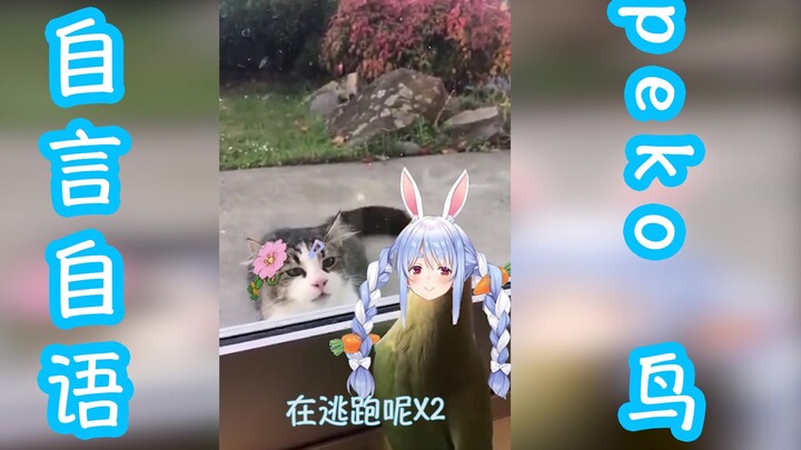 自 言 自 语 peko 鸟