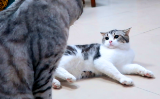 Cat: Wears the most timid expression while doing the toughest thing!