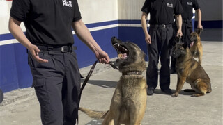 Anjing-anjing pekerja berbaris untuk ditimbang dan diberi obat cacing. Ketika Peter, yang paling bes
