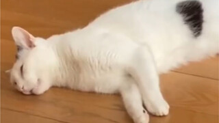 This cat from a foreign netizen's home absolutely loves sleeping in this spot, but every time it dre