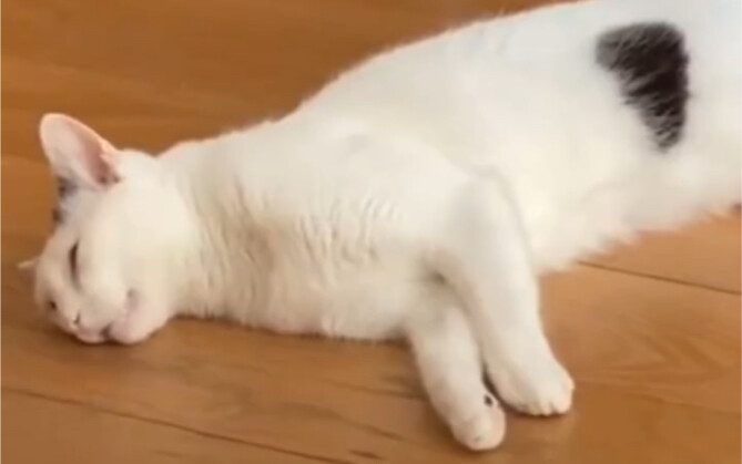 Con mèo nhà cư dân mạng nước ngoài này cực kỳ thích ngủ ở chỗ này, nhưng lần nào cũng nằm mơ rồi ngã