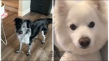 All Too Well (Taylor's Version) but Dogs Sung It (Dogs Version Cover)