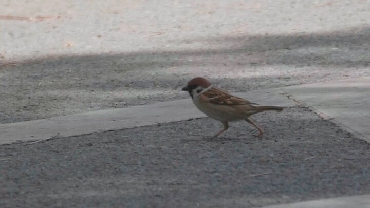 Ternyata burung gereja kecil memang tidak hanya bisa melompat-lompat～