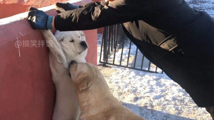 Dogs who’ve been thoroughly tricked by their owners #LaughEveryTimeYouWatch #PoorDogMoment..
