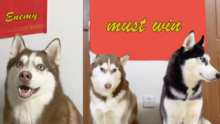 Husky quyết đấu, xem con nào ăn hết nửa cân thịt trước