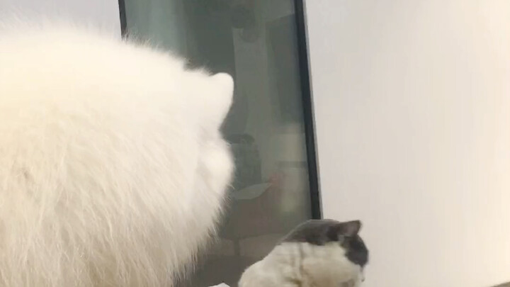 Pada akhirnya, aku melihat sisi wajah Samoyed yang terlihat kecewa.