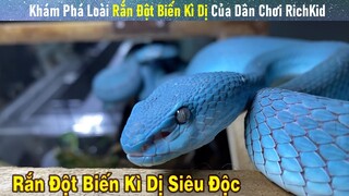 Hảo Hán Review Khám Phá Loài Rắn Đột Biến Siêu Dị Của Dân Chơi Rich Kid || Review Giải Trí Đời Sống