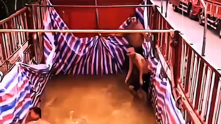 Niềm vui của con trai đơn giản vậy thôi