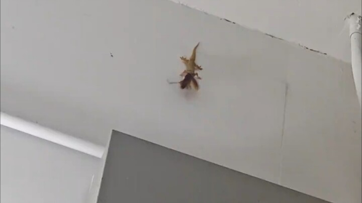 Flying Little Qiang was solo-killed by a gecko.