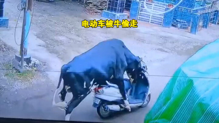 In India, a cow "stole" a motorcycle in broad daylight.