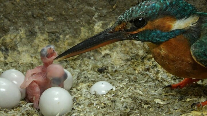 Kingfisher chicks hatch and are born! What’s the mother kingfisher’s reaction when she sees her babi