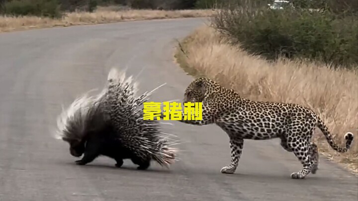 The porcupine’s quills represent a perfect example of an all-in-one defensive mechanism in the natur