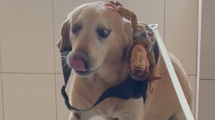 Anjing kuning besar keluarga siapa yang tak berani naik tangga?