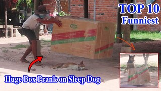 TOP 10 Funniest - Huge Box Prank on Sleeping Dog , How to Stop Laugh 😂 🤣