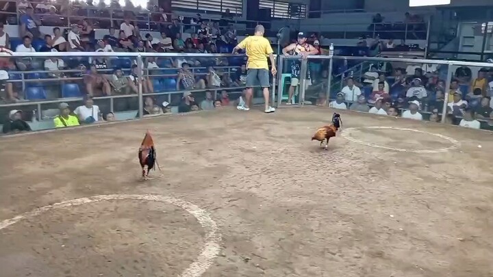 bc ko sweater gilmore vs swing toto