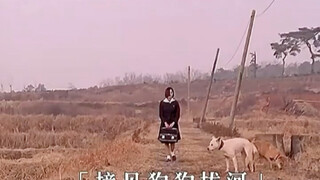撞见狗狗在拔河
