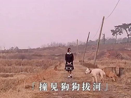 撞见狗狗在拔河