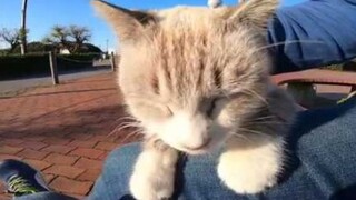 Ngồi trên ghế đá công viên, con mèo hoang đến đòi cưng nựng
