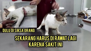 Astagfirullah Baru Sebentar Merasakan Kebahagiaan Kucing Ini Harus Di Rawat Inap Lagi..!