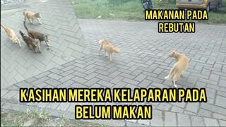 Astagfirullah Kucing Liar Di Sini Banyak Yang Terluka Pada Bertengkar Karena Rebutan Makanan..!