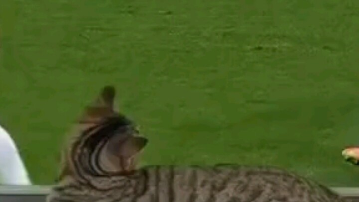 Kucing: Gue nggak pernah se-ga-sing ini seumur hidup...