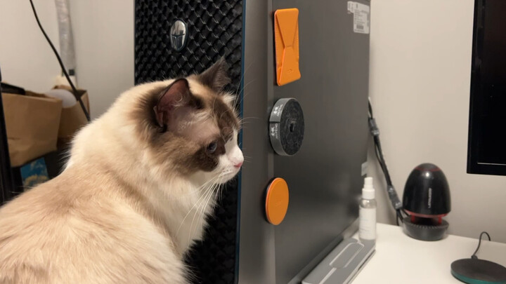 My cat is no good