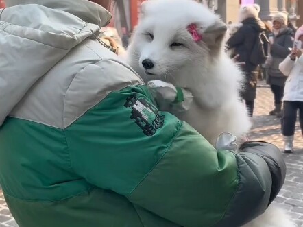 Khi cáo Bắc Cực nũng nịu trong vòng tay loài hai chân, nó giống hệt như bạn gái của bạn.