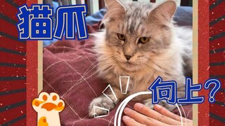 猫爪向上硬是玩成了狗爪向上···