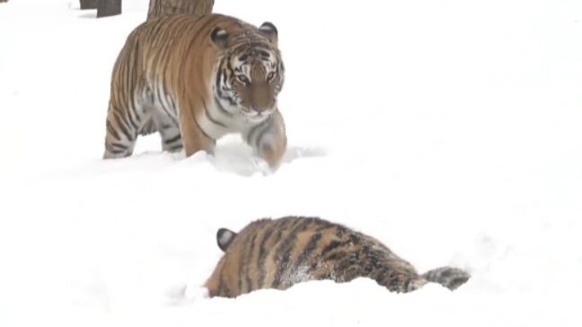 A mischievous little tiger sneaks up to ambush its tiger parents, only to be knocked flat with a sin