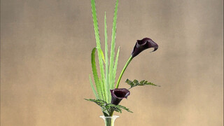 Iris leaf and calla lily Chinese flower arrangement vase tutorial #Expedition teaches flower arrange
