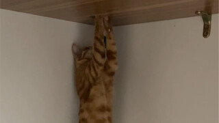 A cat who can't keep its paws off things—but ends up getting burned.