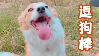 Anjing-anjing sangat suka main tongkat goda kucing! Jadi aku bikin dua tongkat goda anjing ukuran be