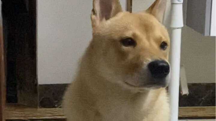Little Dog, hurry up and give it two big slaps!