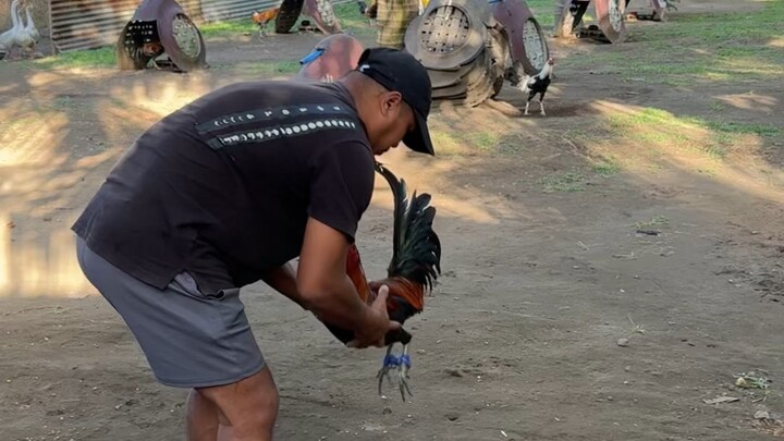 Lakas ng manok ng tatay