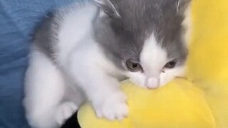 كيف يمكن أن يكون هناك قطة صغيرة لطيفة مثل هذه؟