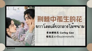 (แปลไทย/พินอิน) 荆棘中孤生的花 ผกาโดดเดี่ยวกลางไม้หนาม -希林娜依高 Curley Gao 《惜花芷ฮวาจื่อบุปผากลางภัย》 OST.