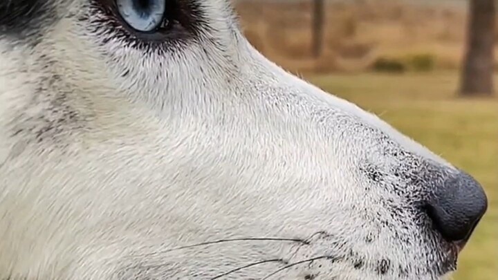 Husky Trivia