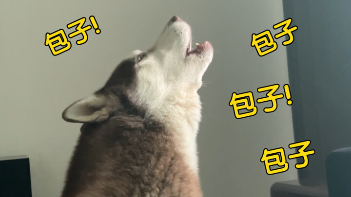 门外来了卖包子的，二哈吵着要吃，要不要买给它？